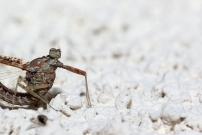 Un phmre (Ephmroptre - Baetidae - Cloeon sp.)